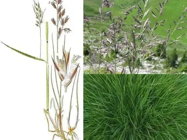 PINAFORA