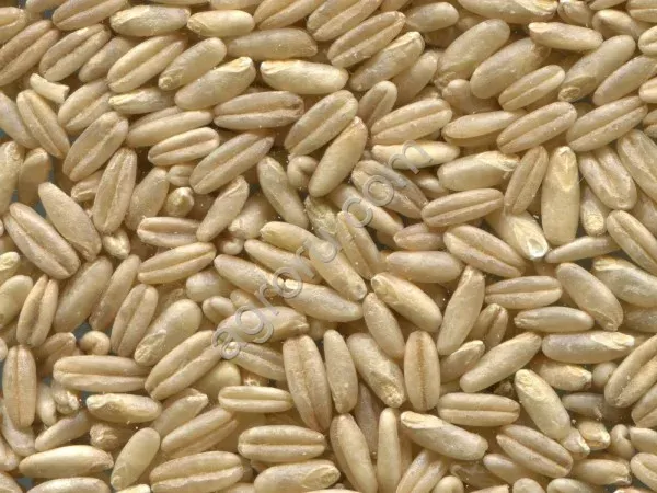 Oats - NIZHEGORODETS