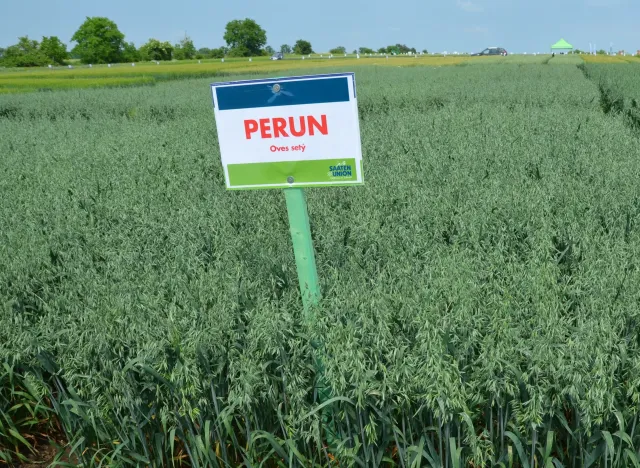 Поле овса с табличкой PERUN - Перун