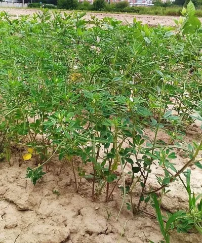 Поле з рослиною падишах (Pisum sativum) на фоні землі