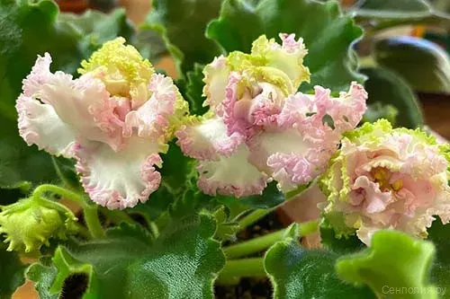 Цветущая пеларгония Дарина с розово-белыми махровыми цветами