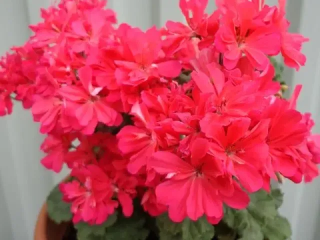 Фламенко