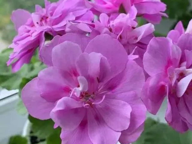 LILAC MIST