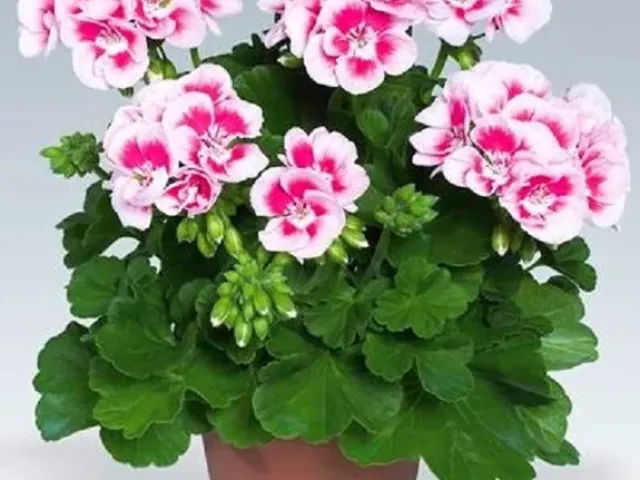 Зинаида Наметкина