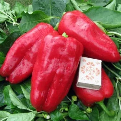 Red peppers Atlant on green leaves