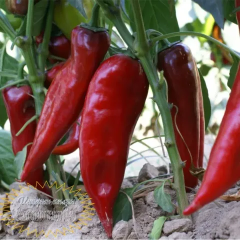 Red peppers on plant - BIVEN