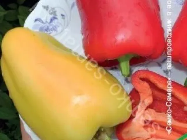 Бонета