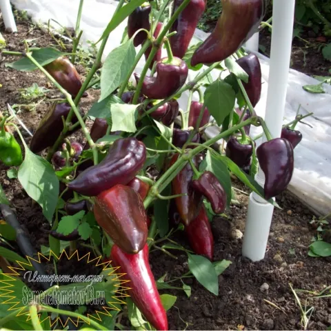 Red peppers of the Bucharest variety on the plant