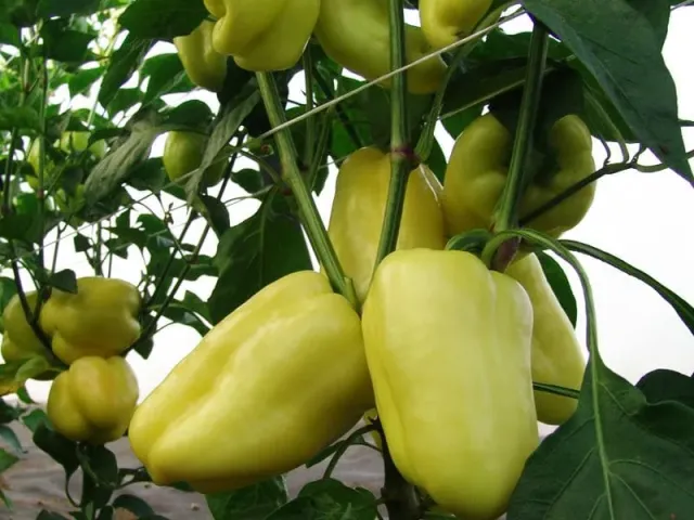 Citrina