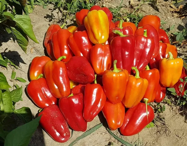Red and orange Daciana peppers in a field