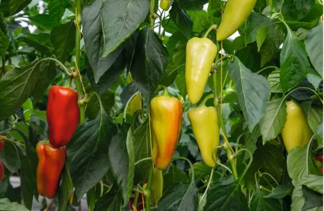 Red and yellow peppers on plant branches - Don