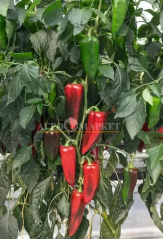Red and green peppers on plant - ELZEM