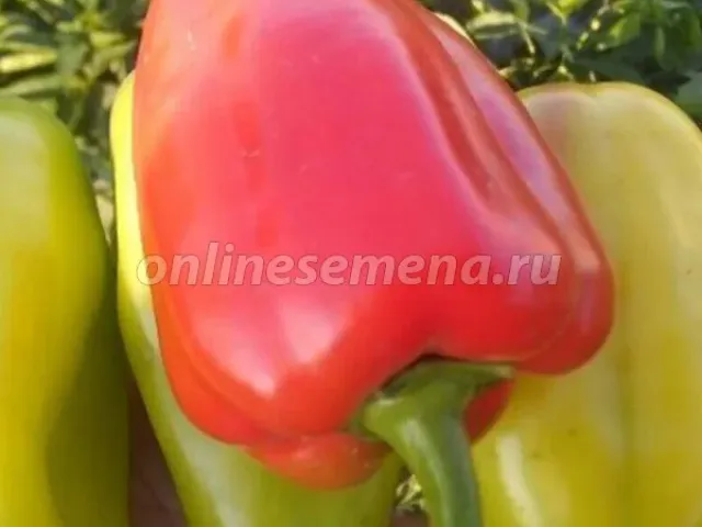 Ібіца