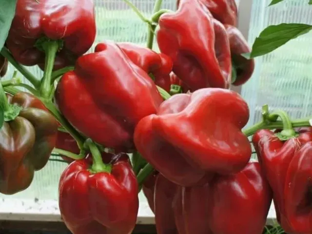 Мастодонт