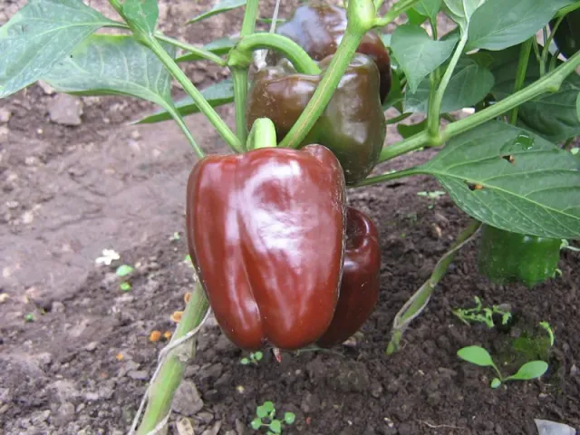 Red pepper Mullet F1 on plant