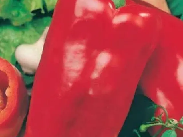 Орфей