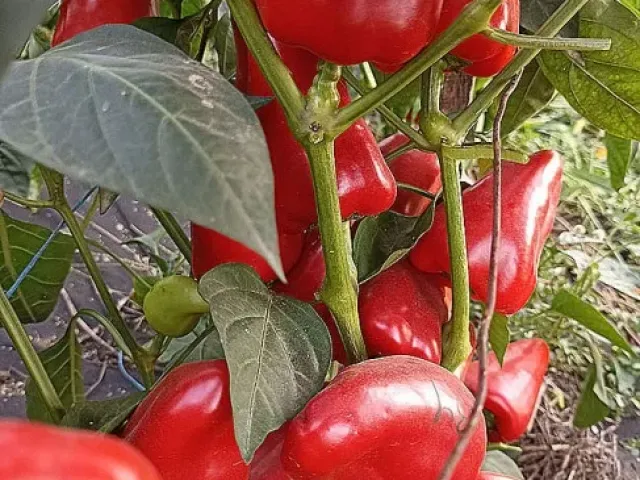 Ранняя Птаха