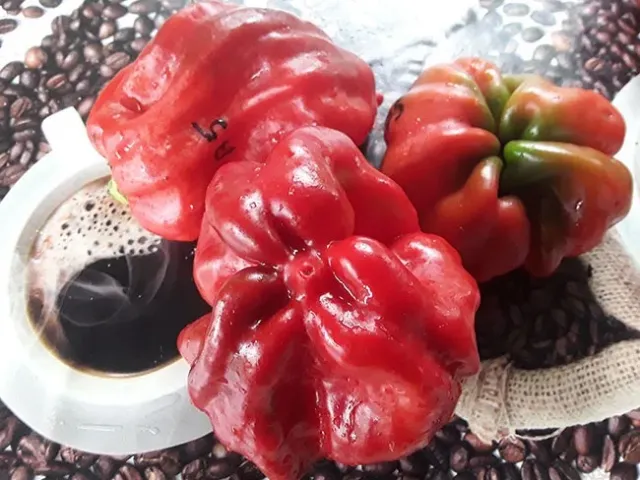 Шарпей