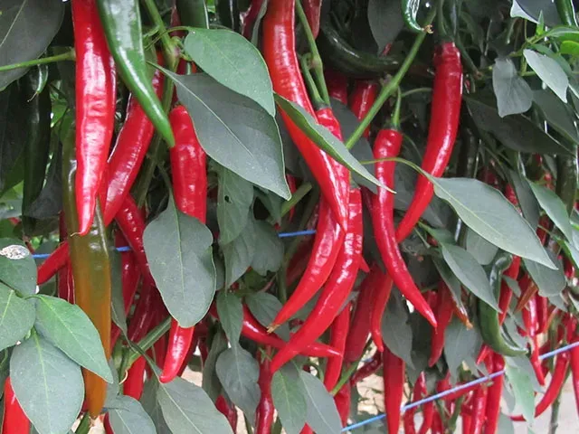 Шакира