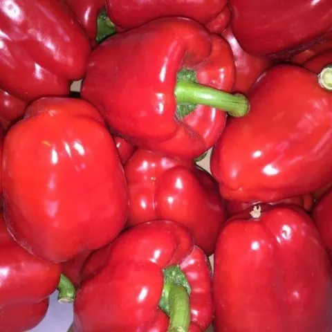 Red sweet peppers of the Solist variety