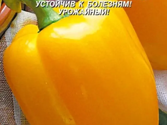 Толстопуз
