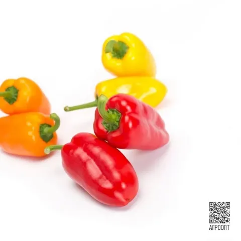 Red, yellow, and orange Triello peppers on a white background