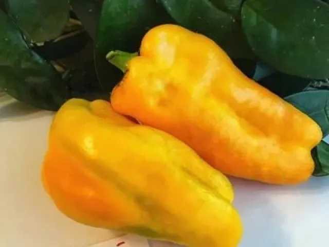 Золотий Лапоть