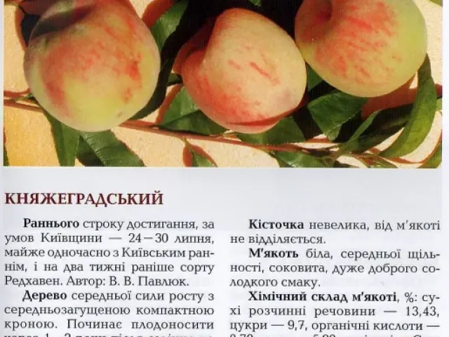 Княжеградський