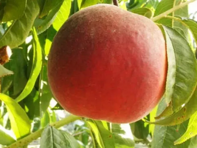 Лель