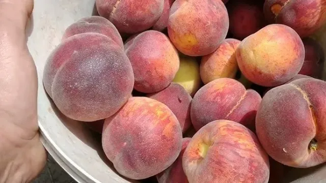 Корзина с персиками - ОТЛИЧНИК