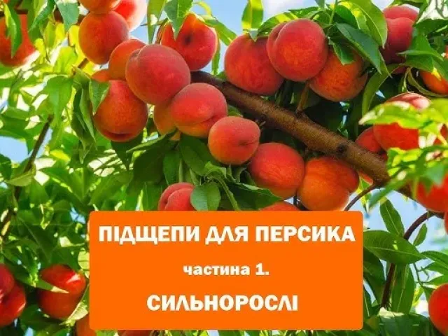 Подвойный 1