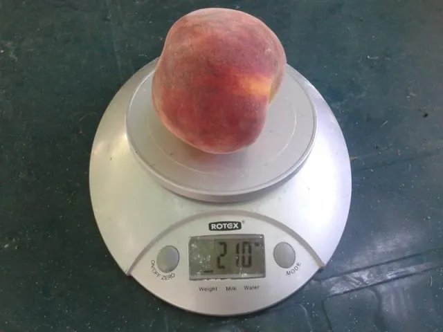 Peach on a scale - SOUTH HARMONY