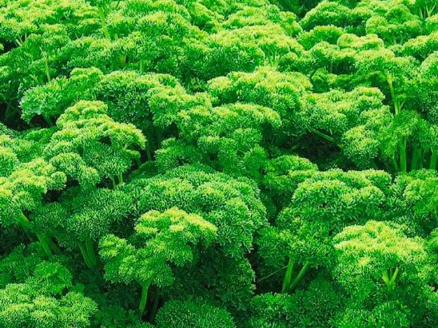 Кучерявец