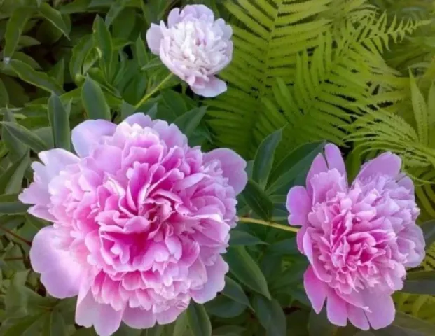 Pink peonies against green foliage - ARKAIM