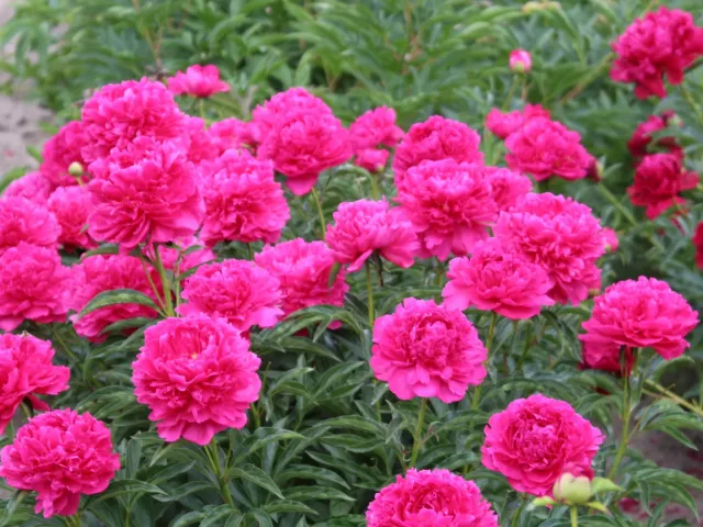 REVOLUTION ANNIVERSARY PEONY