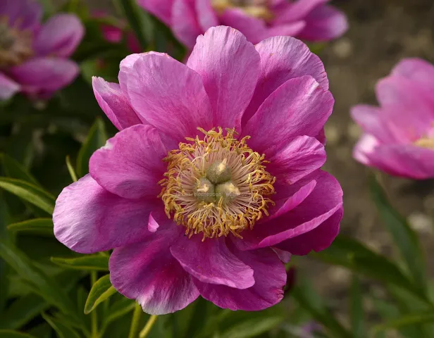 Pink peony against green foliage - Travnevi Rosy