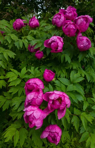 Peony Yulia Drunina against green foliage
