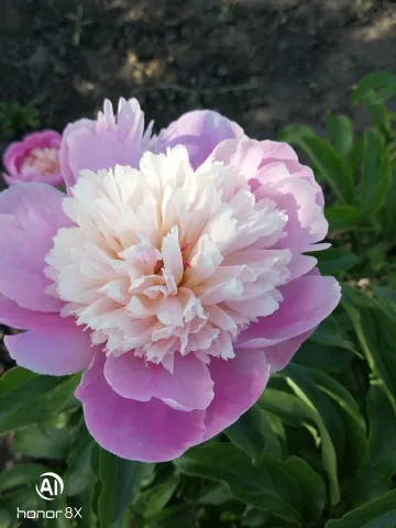 Pink-white peony against green foliage - Zoryana