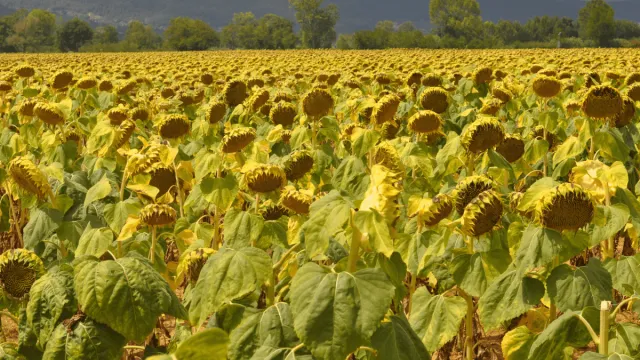 Sunflower field with mountains in the background - ARCOS