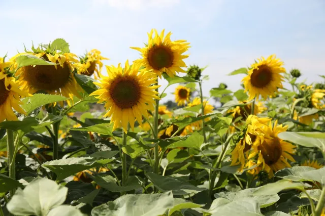 Field of sunflowers against a blue sky - Arunasun IR