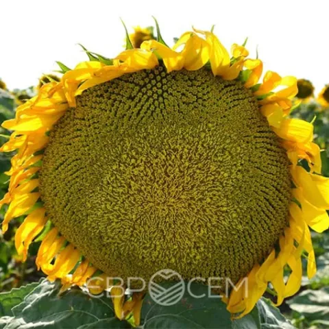 Close-up of a blooming Bavaria KS sunflower in a field