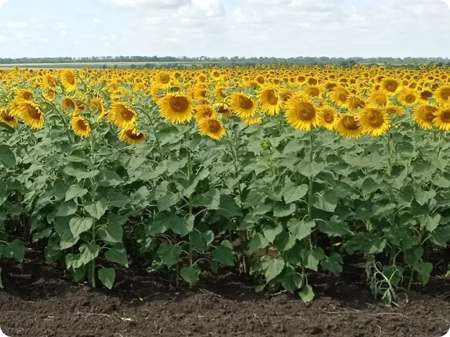 Поле подсолнечника сорта БДА 01