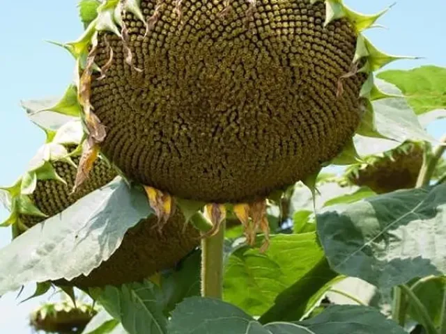 Бузулук