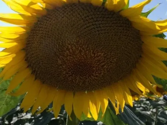 Дамія ЦС