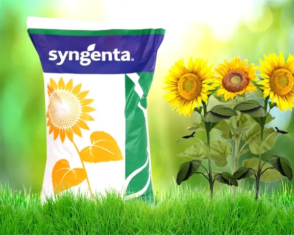Упаковка насіння соняшнику Syngenta на фоні поля