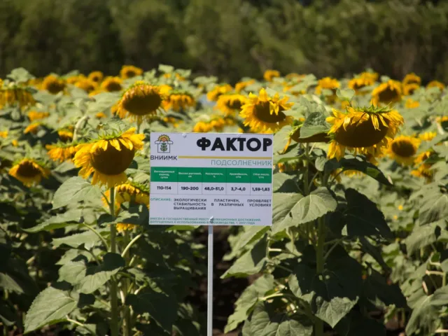 Faktor