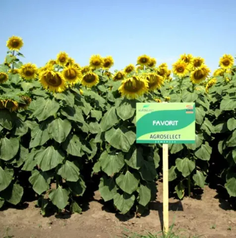 Sunflower field of the Favorit variety with a FAVORIT sign