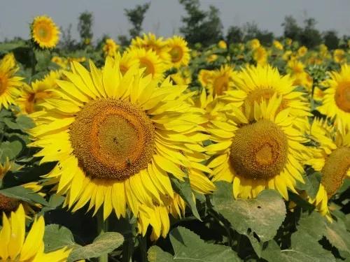 Sunflower field with close-up of flower - Harmony