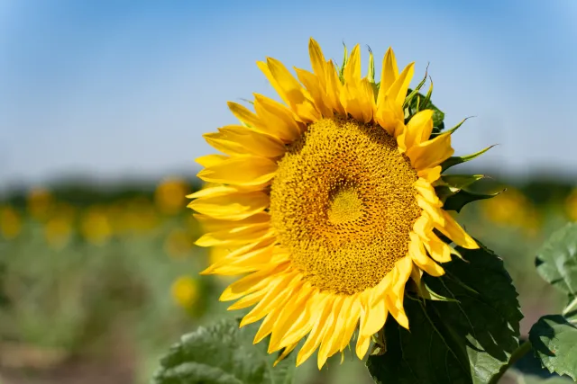 Sunflower in field, matching category Sunflower - IRTYSH