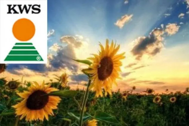 Поле соняшника на заході сонця з логотипом KWS у кутку. - КВС Гелія 04